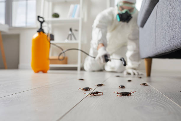 Post-Treatment Bed Bug Interceptor Monitoring in La Mirada